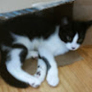 Meet your Posher, Carmel